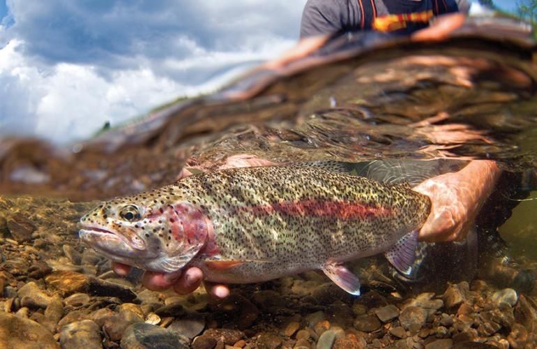 Angler holds a spotted trout partly underwater in a shallow rocky stream