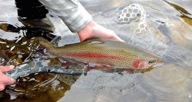Angler supports a spotted trout in a landing net submerged in water