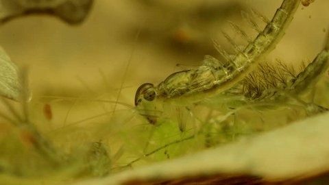 Close-up of a mayfly nymph among underwater aquatic vegetation